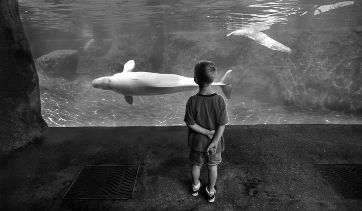 boy at aquarium